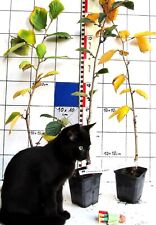 Zaubernuß / Hamamelis ,    hellgelbe Sorte "Pallida "veredelte Pflanze