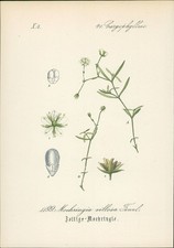 Chromolithographie : Zottige