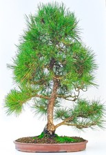 Bonsai Schwarzkiefer - Pinus