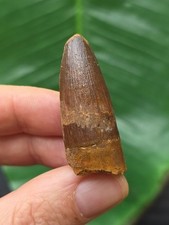 4,0 cm rotbrauner Zahn des Spinosaurus - Dinosaurier Fossil Zahn