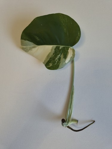 Seltene monstera deliciosa - monstera,