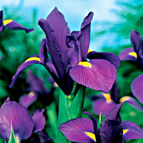 Iris blumenzwiebeln zwiebeln - iris,