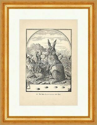 Der hase nebst spur - der,