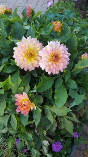 Dahlien dahlienknollen - dahlien,