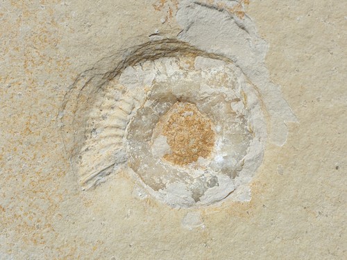 Ammonit subplanites - ammonit,
