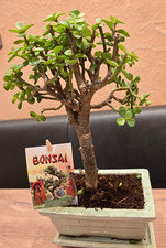 Bonsai portulacaria afra - bonsai,
