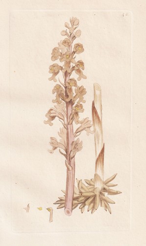 Ophrys nidus avis - ophrys, orchideen