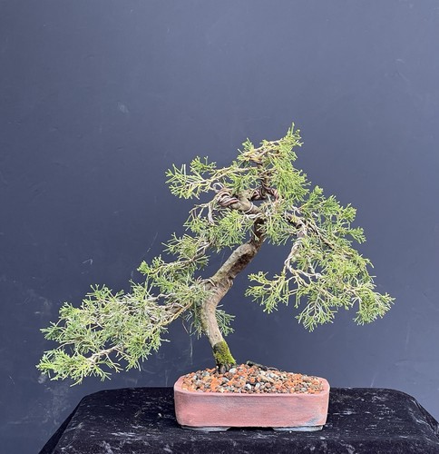 Wacholder bonsai - bonsai,