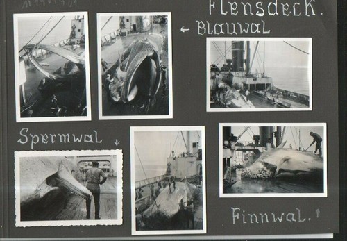 N1961901 deutscher walfang - deutscher,