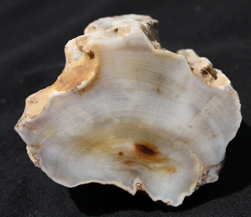 Versteinertes holz aus ungarn - versteinertes,