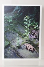 WOLFGANG TILLMANS : "Weed" limitierte Kunst-Postkarte (Ausstellung)