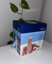 PROMETHEUS LernKarten der Anatomie, 7. Auflage (2020) - von Michael Schünke