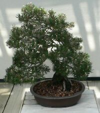 SAMEN Pinus thunbergii Miniaturbaum SCHWARZKIEFER Bonsai Hausgarten Terrasse