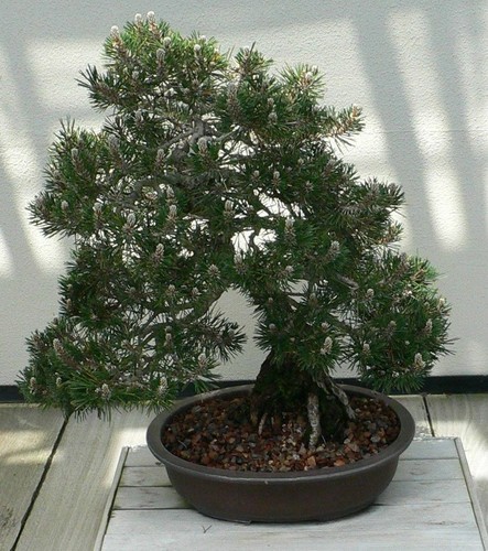 Samen pinus thunbergii - pinus,