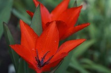 Zwiebeln rote Wildtulpen