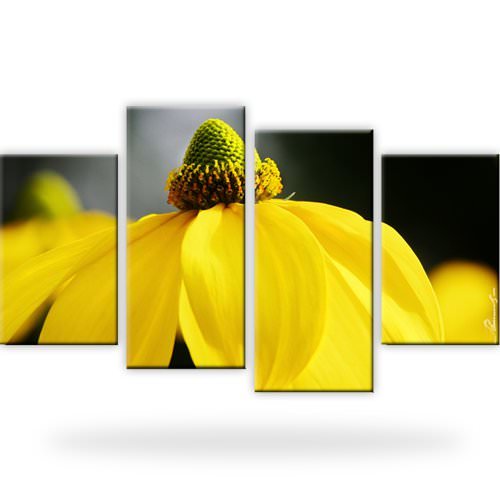 Blume pflanzen natur bild - blume,