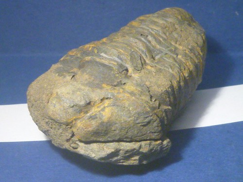 Schöner trilobit - schÖner,