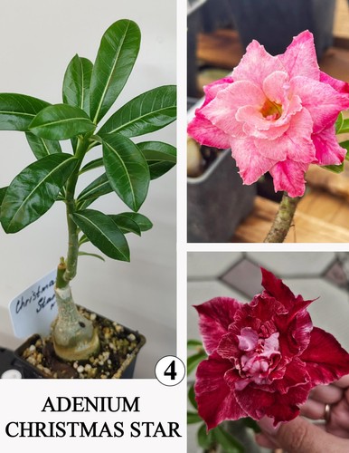 Adenium cristmass star - adenium,