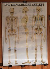 Rüdiger Lehrmittel Lehrtafel menschliches Skelett ca. 70x100 cm