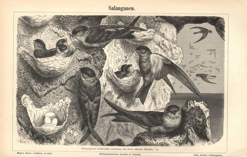 Salanganen collocalia - salanganen,