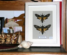 Totenkopfschwärmer -