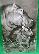 AK Frankfurt Zoologischer Garten, Flußpferd mit Baby ca. 1957? (Nr. 1283)