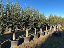 Olivenbaum Olive "45 Jahre"