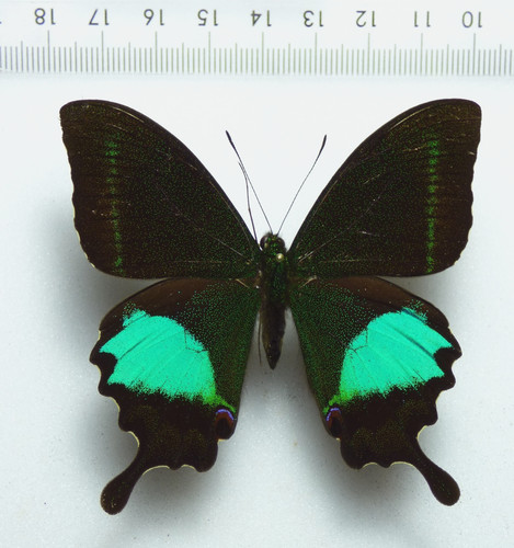 Entomologie schmetterling - entomologie,,