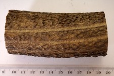 Geweihreste zum Basteln