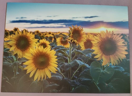 Displate sonnenblumen feld - displate,
