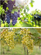 2x Weintrauben veredelt weiß