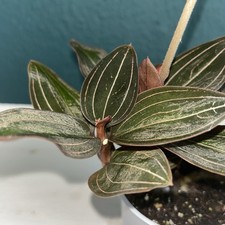1 Ableger Ludisia Discolor