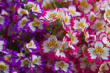 500 Samen Bauern-Orchidee bunter Mix Schmetterlings-Blume Spaltblume Schizanthus