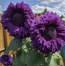 20x seltene, violette, bezaubernde Riesen-Teddybär-Sonnenblumenkerne
