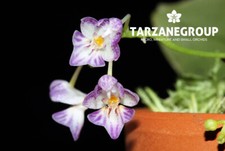 Phalaenopsis appendiculata - phalaenopsis,