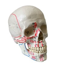 Schädel mit Muskelmarkierung