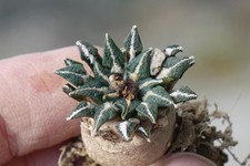 Kaktus Kakteen: Ariocarpus