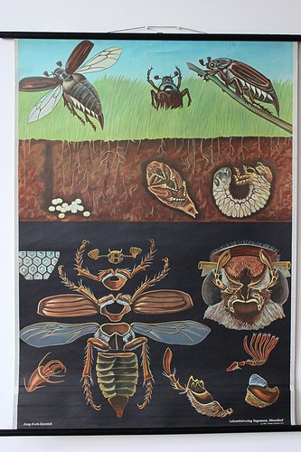 Schulkarte maikäfer - schulkarte, „maikäfer“