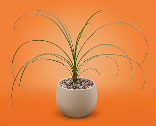 Beaucarnea recurvata