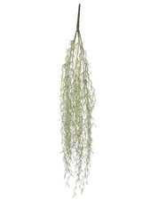 artplants Kunst Tillandsia