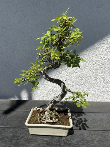 Bonsai chinesische ulme - bonsai,