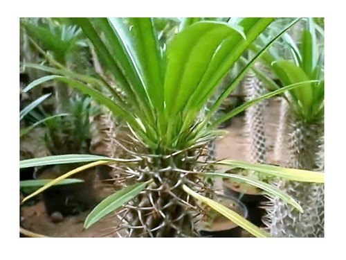 Pachypodium lamerei - 5x,