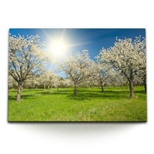 120x80cm Wandbild auf Leinwand Kirschgarten Kirschen Kirschblüten Frühling