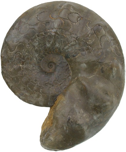 Trias discoceratites weyeri - discoceratites,