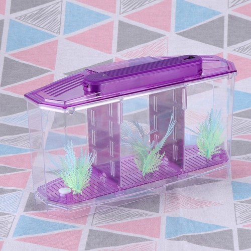 Kleines fisch aquarium - kleines,