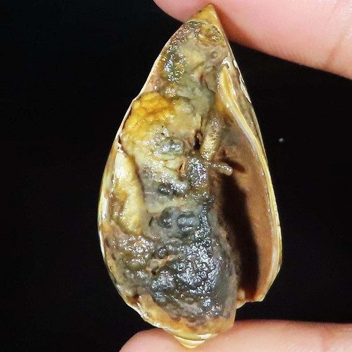 Natürlich fossil schnecke - natürlich,