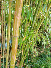 SAMEN winterharter BAMBUS