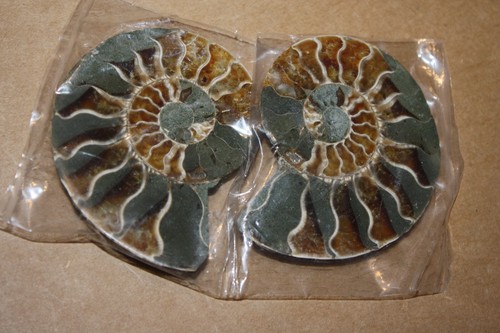 Ammoniten paar angeschliffen - paar,
