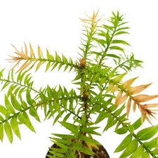 Araucaria bidwillii 10-15cm |