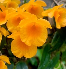 Dendrobium golden rain - dendrobium, ´golden